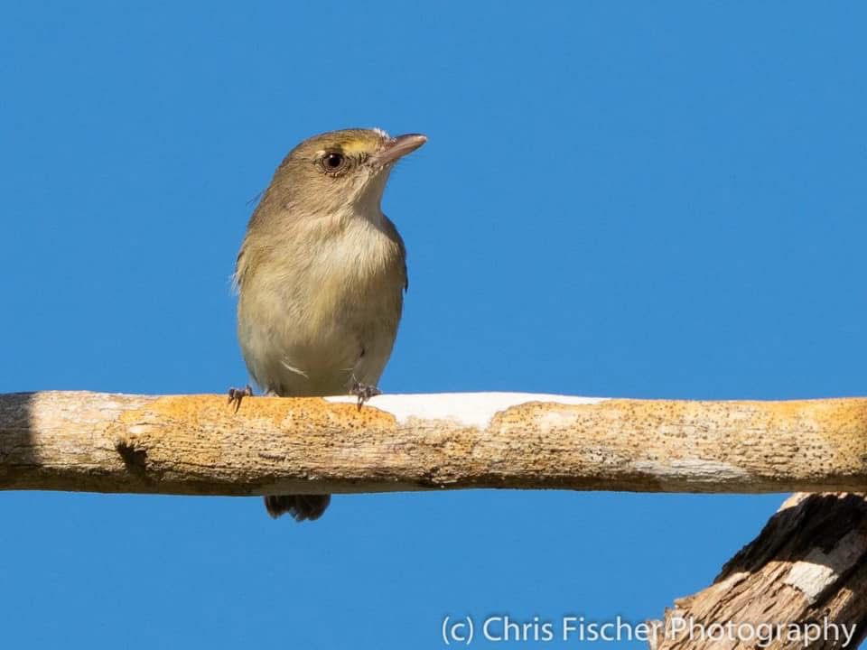 Pájaro Carpintero